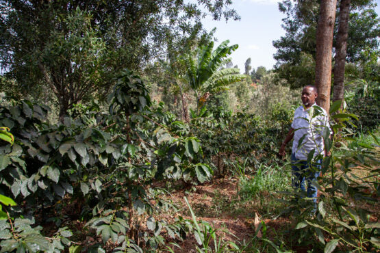 Mbokam Estate coffee fields