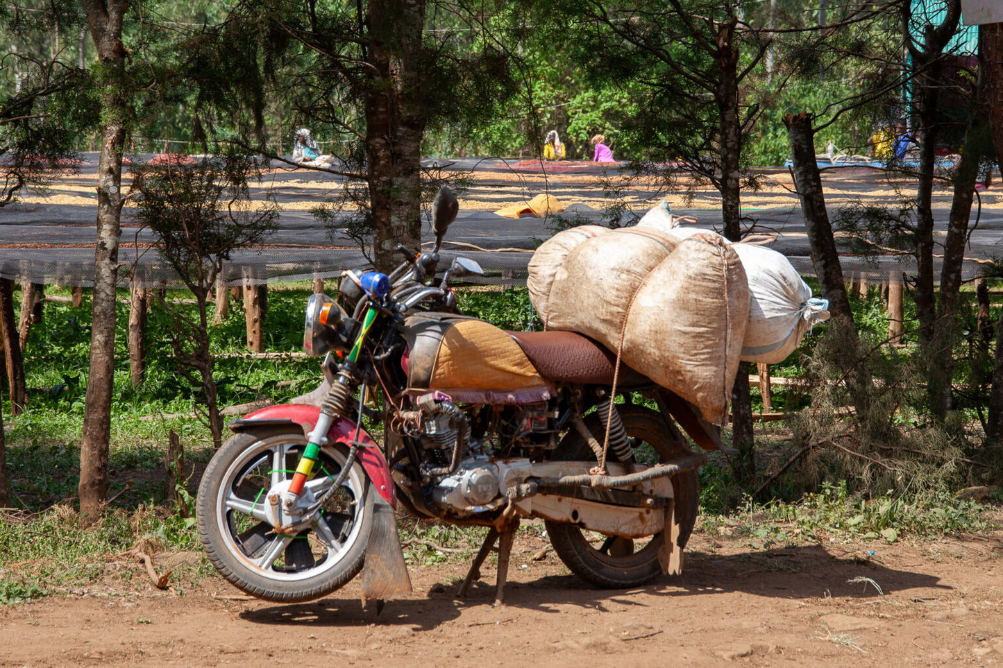 HADESO WASHED, ETHIOPIA