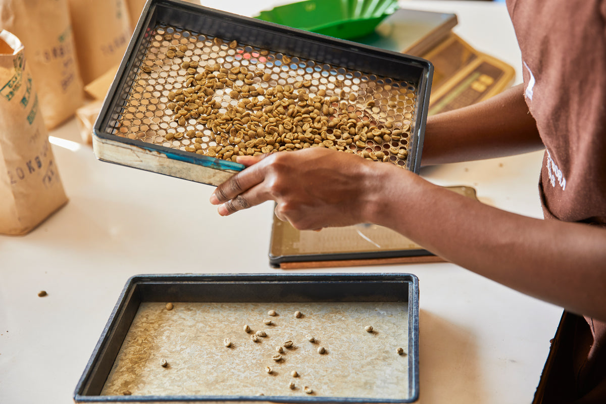 Grading coffee at the Rurima mill