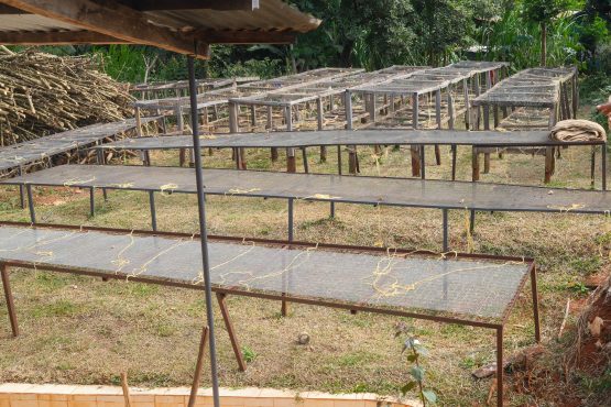 Mbokam Estate raised drying beds