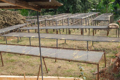 Mbokam Estate raised drying beds