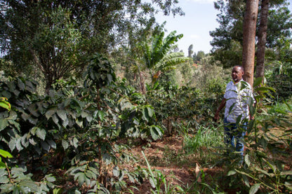 Mbokam Estate coffee fields