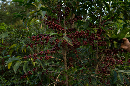 HADESO WASHED, ETHIOPIA
