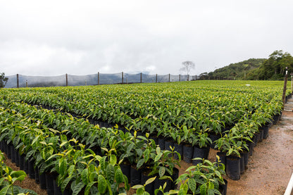 JULIO PALLI, BOLIVIA