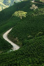 CARAMBOLO, COLOMBIA